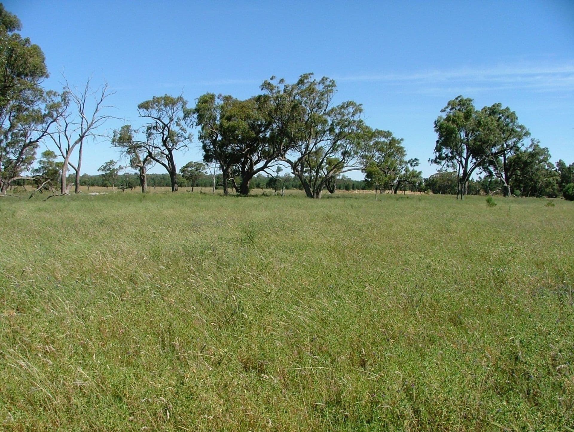 Address Withheld, Condobolin, NSW, 2877, Condobolin - Thumbnail 6