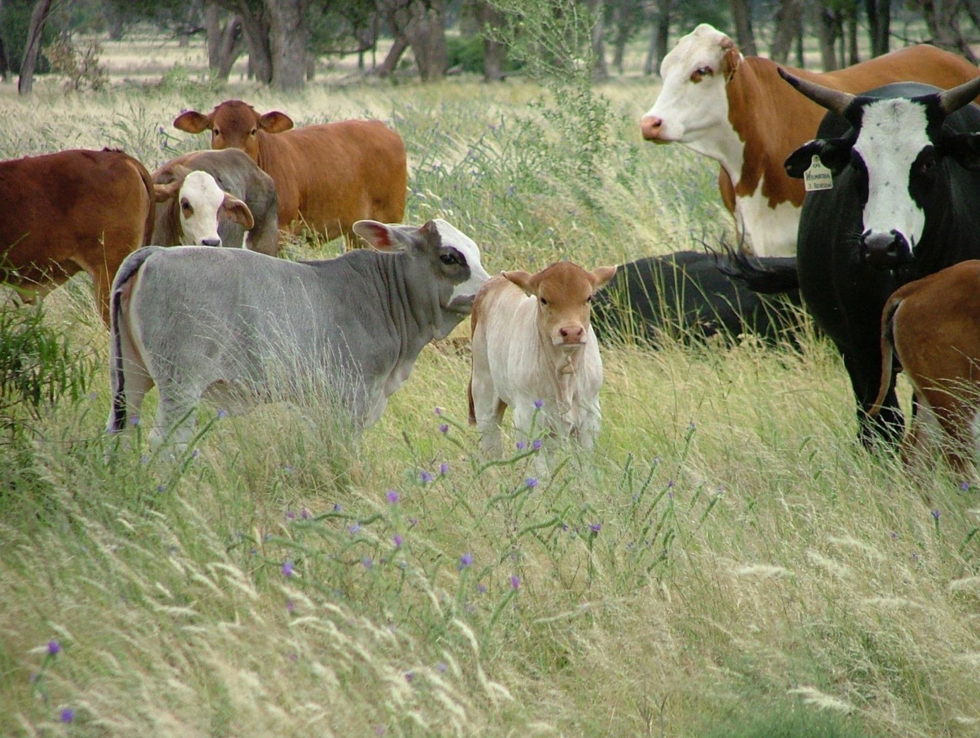 Address Withheld, Condobolin, NSW, 2877, Condobolin - Thumbnail 2