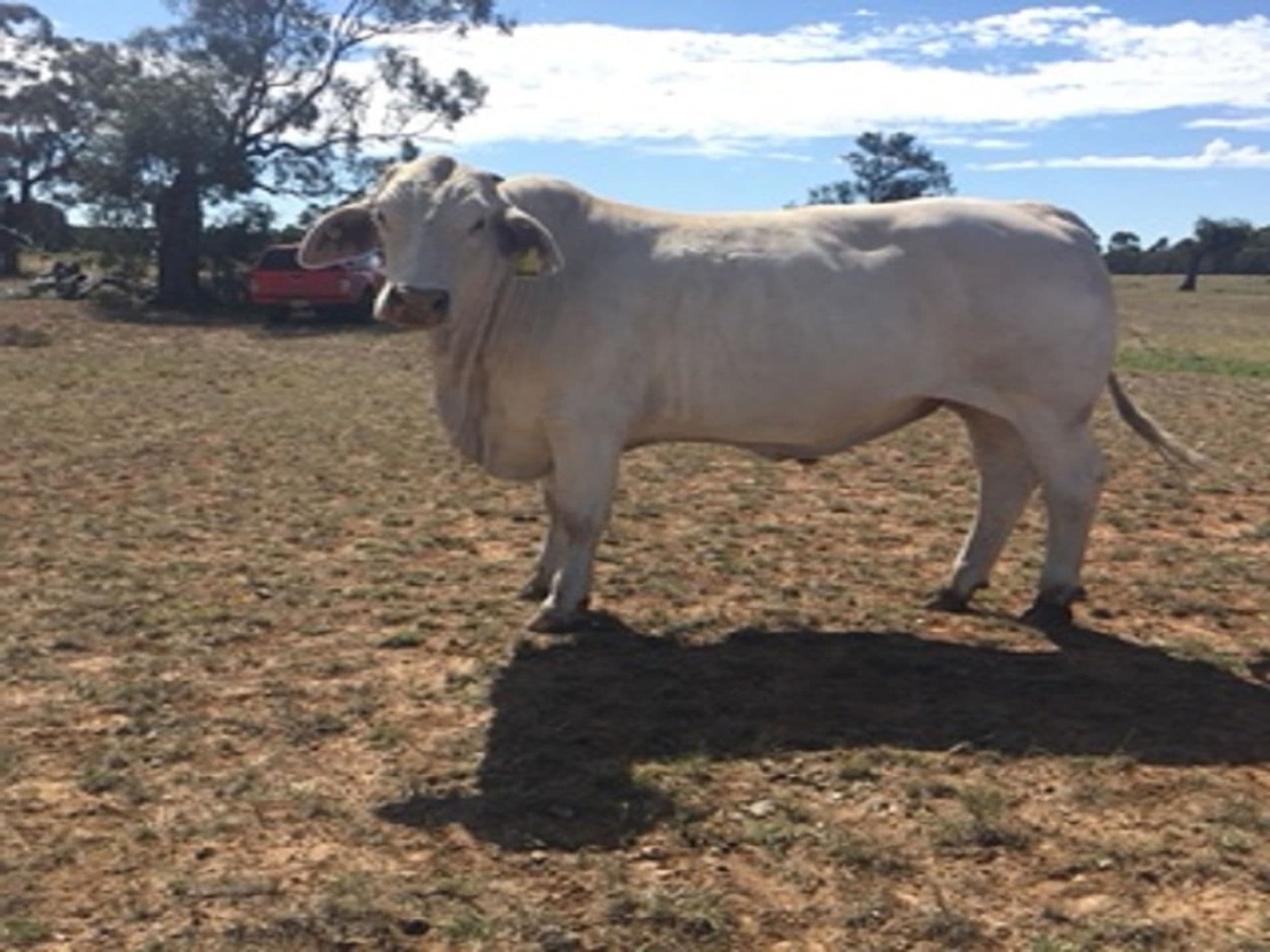 Address Withheld, Condobolin, NSW, 2877, Condobolin - Thumbnail 7