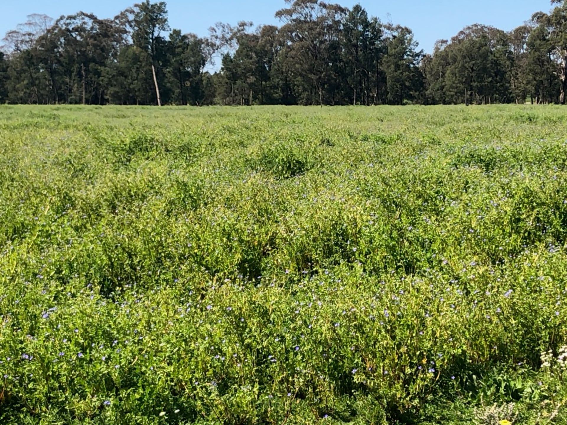 Address Withheld, Condobolin, NSW, 2877, Condobolin - Thumbnail 4