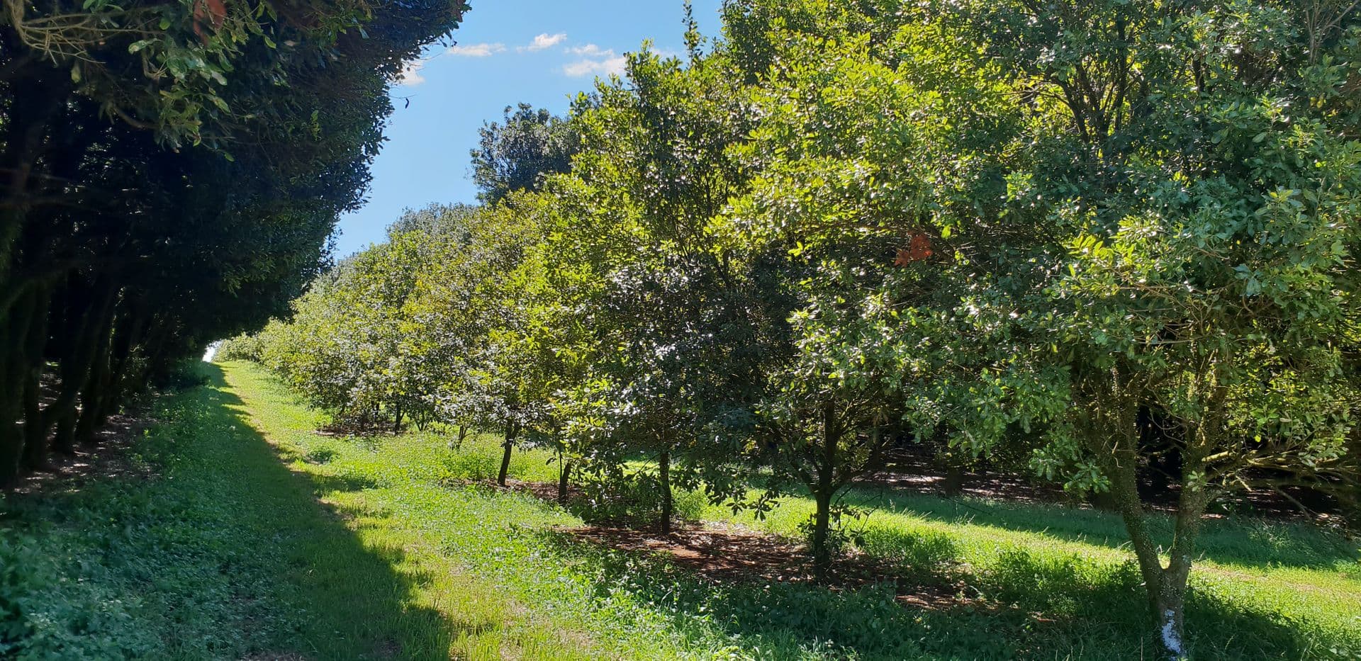 Address Withheld, Wollongbar, NSW, 2477, Wollongbar - Thumbnail 2