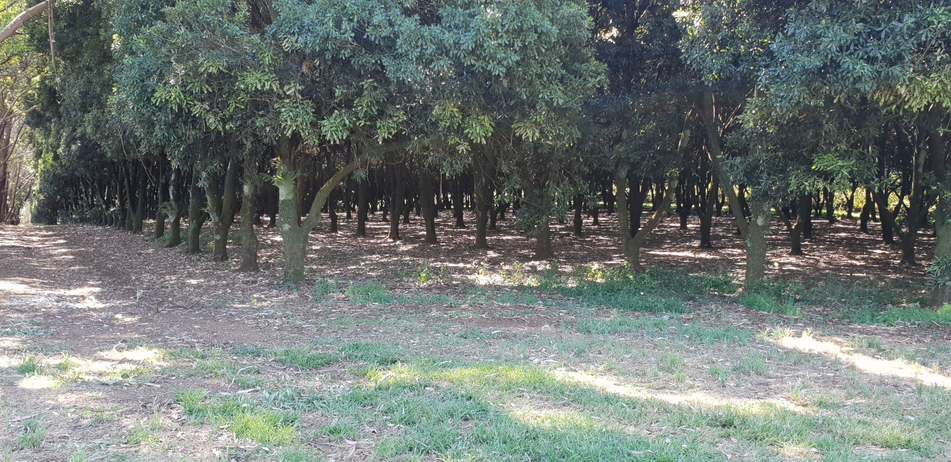 Address Withheld, Wollongbar, NSW, 2477, Wollongbar - Thumbnail 6