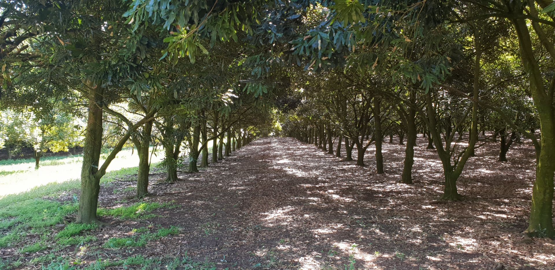 Address Withheld, Wollongbar, NSW, 2477, Wollongbar - Thumbnail 8
