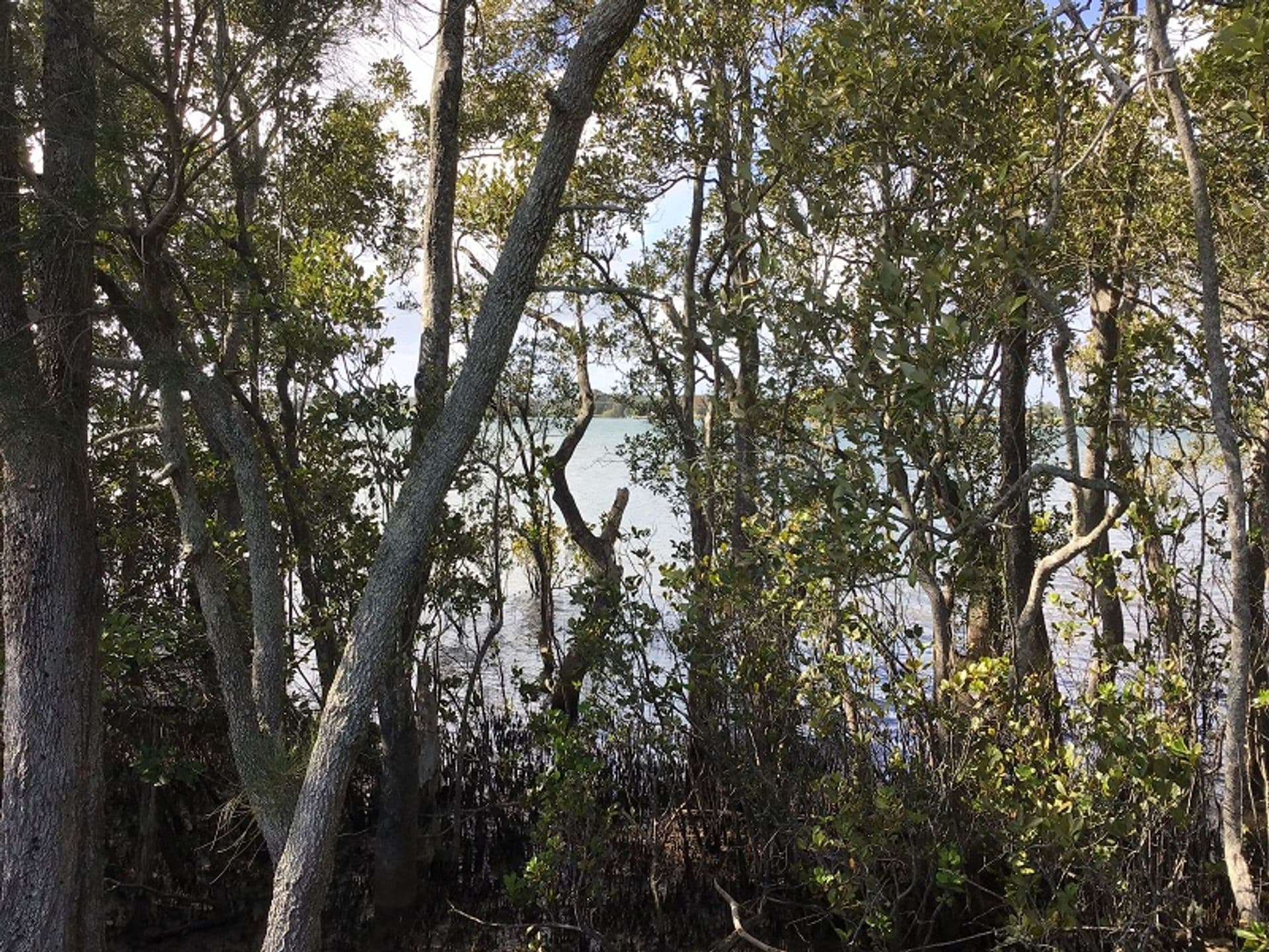 Lot 9 Hermans Lane, Pimlico, NSW, 2478, Pimlico - Thumbnail 2