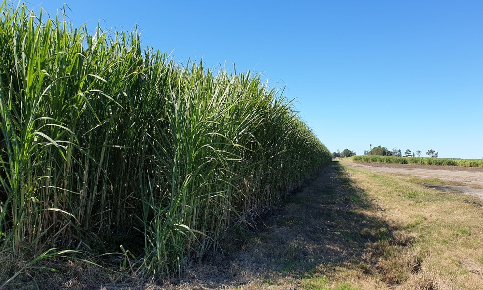 Address Withheld, Swan Bay, NSW, 2471, Swan Bay - Thumbnail 4