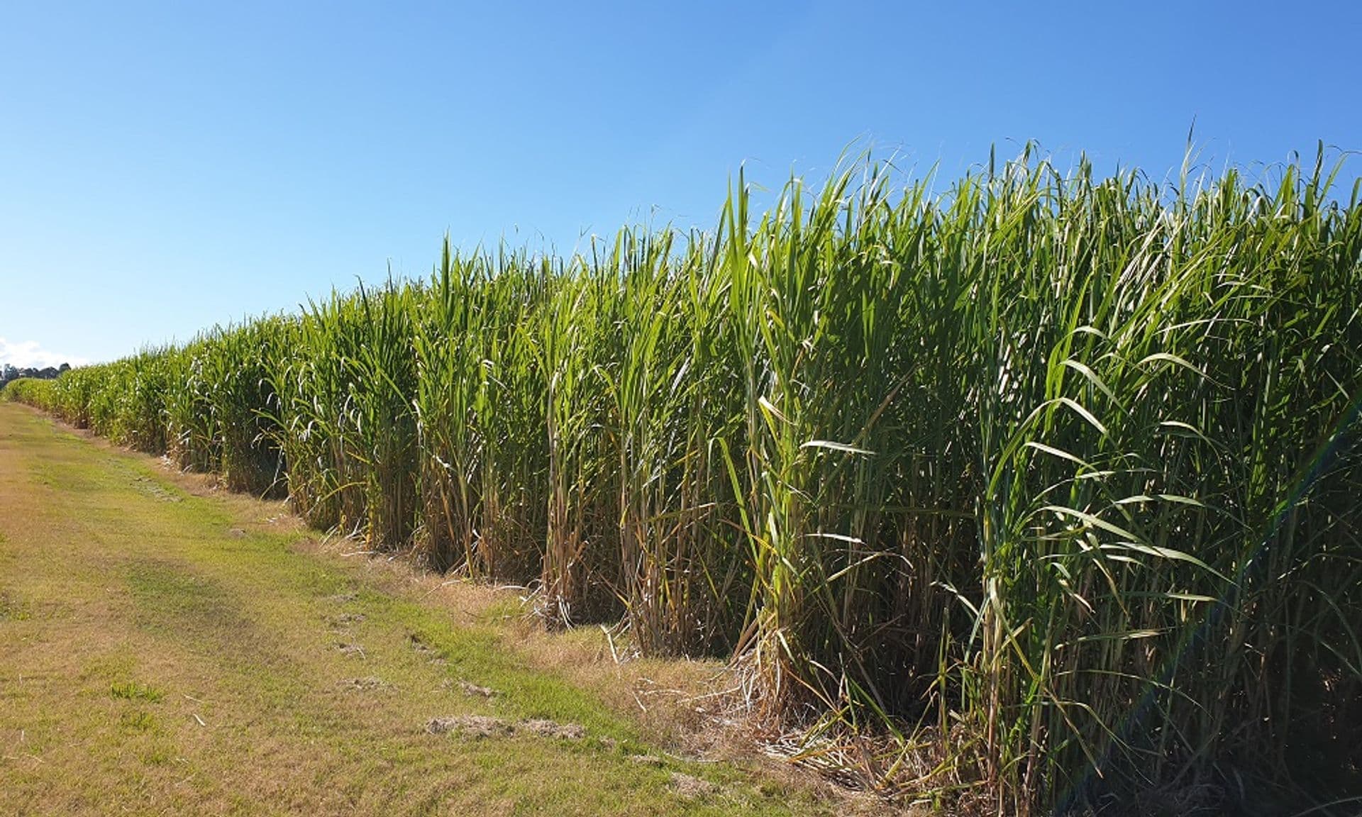 Address Withheld, Swan Bay, NSW, 2471, Swan Bay - Thumbnail 2