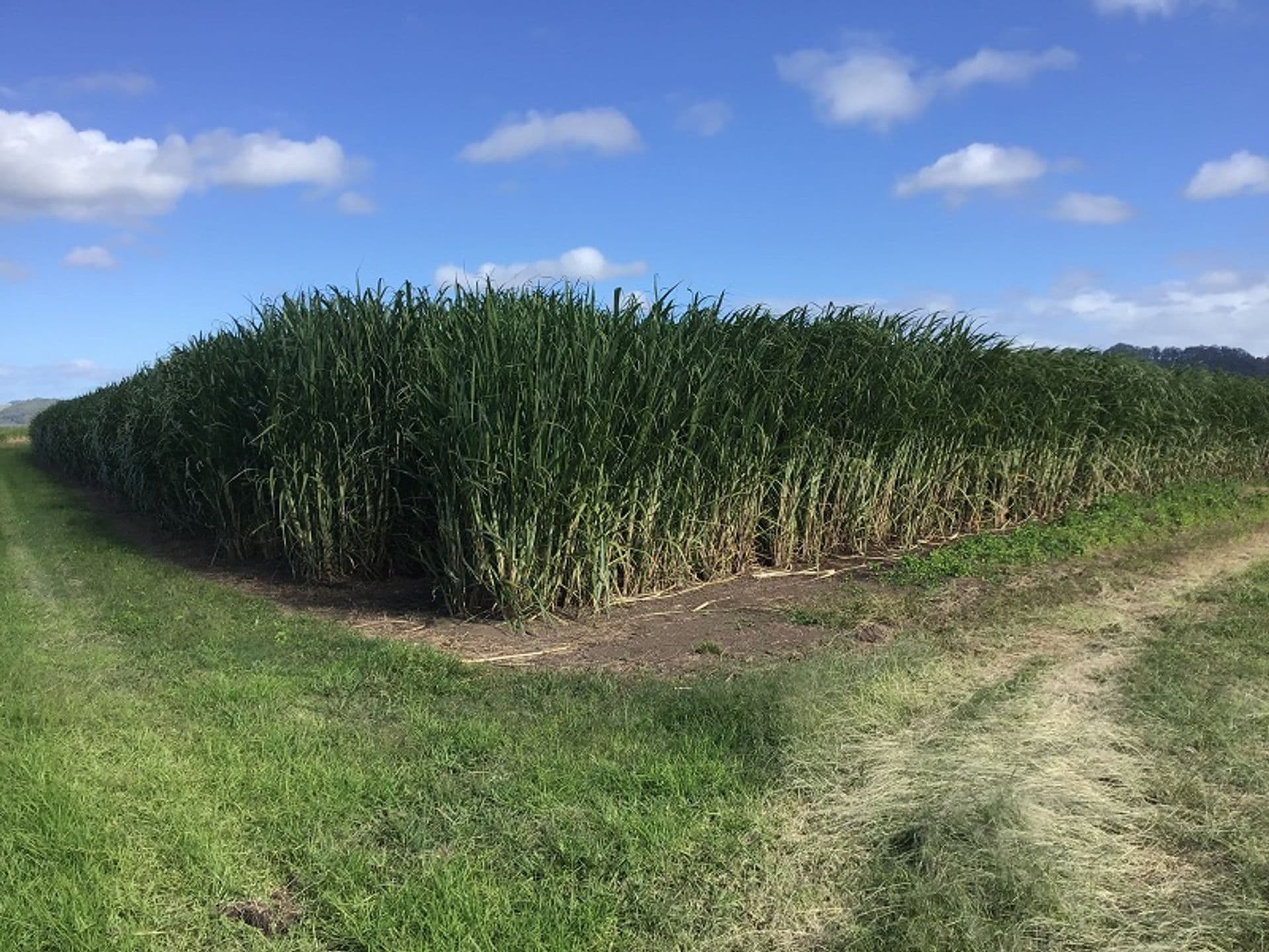 Lot 11 Pimlico Road, Pimlico, NSW, 2478, Pimlico - Thumbnail 4