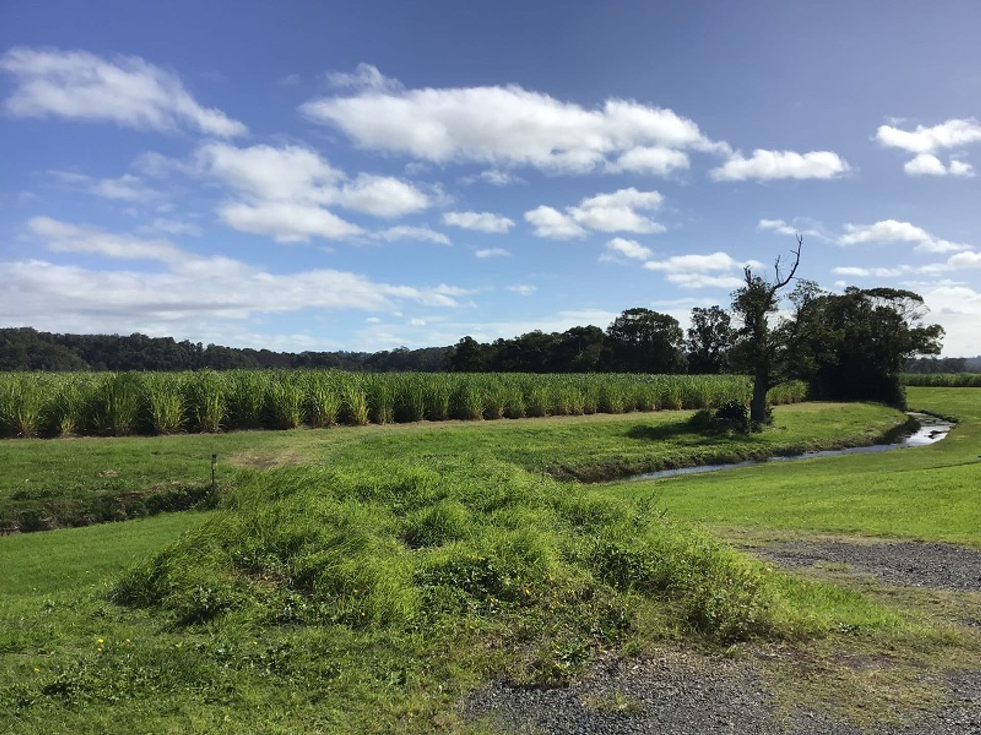 Lot 11 Pimlico Road, Pimlico, NSW, 2478, Pimlico - Thumbnail 8
