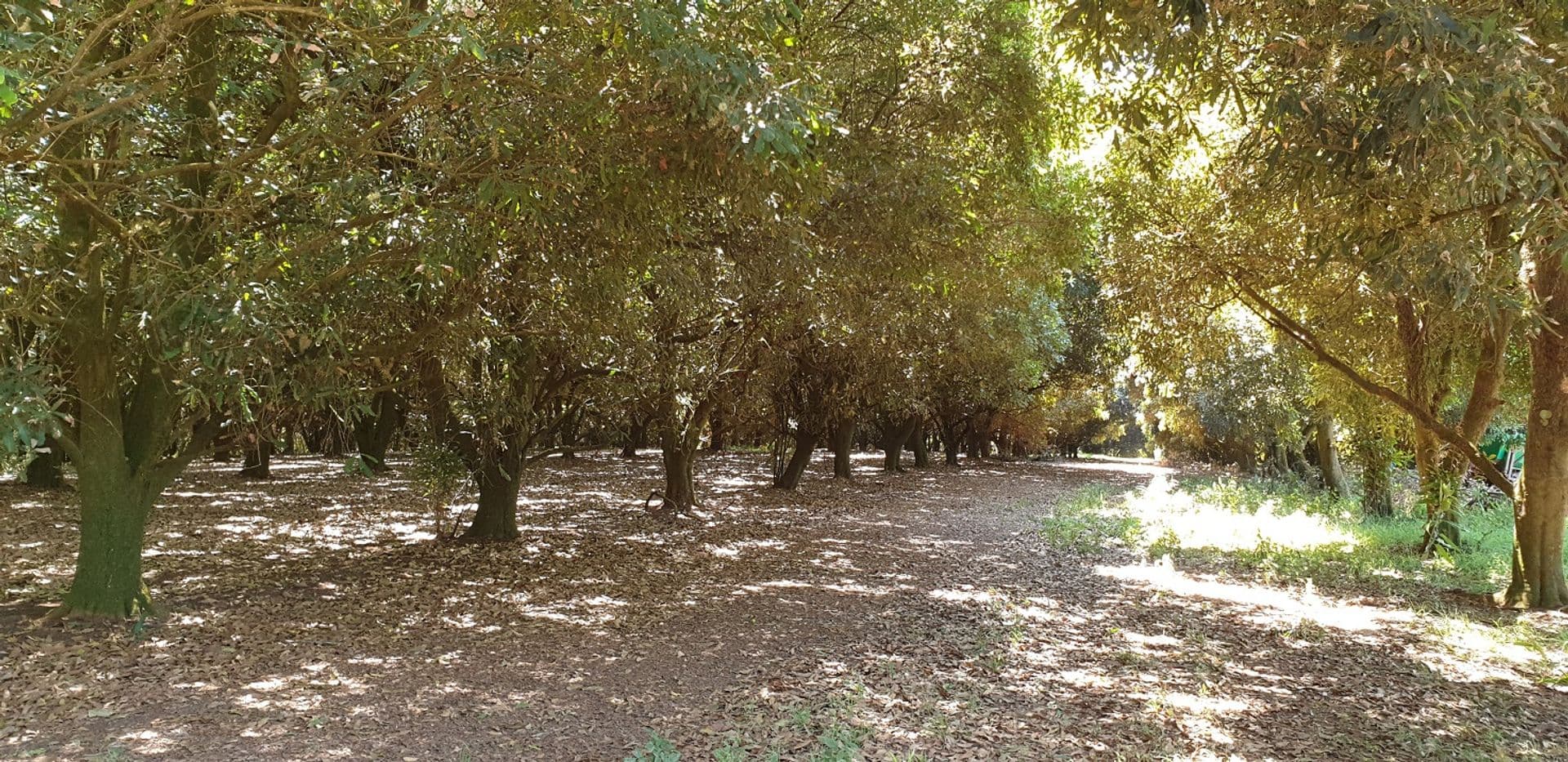 1360 Lismore Road, Clunes, NSW, 2480, Clunes - Thumbnail 5