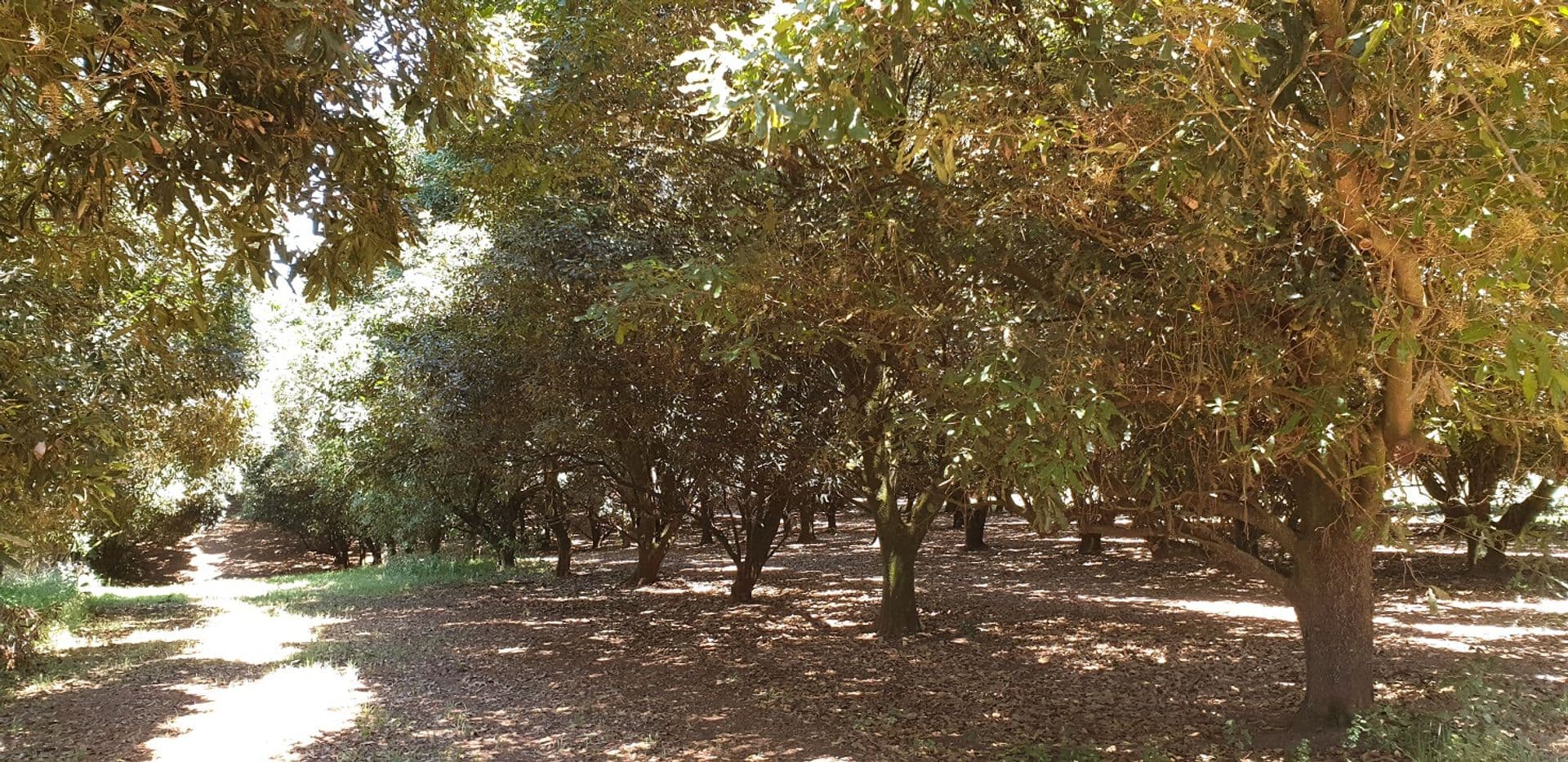 1360 Lismore Road, Clunes, NSW, 2480, Clunes - Thumbnail 6