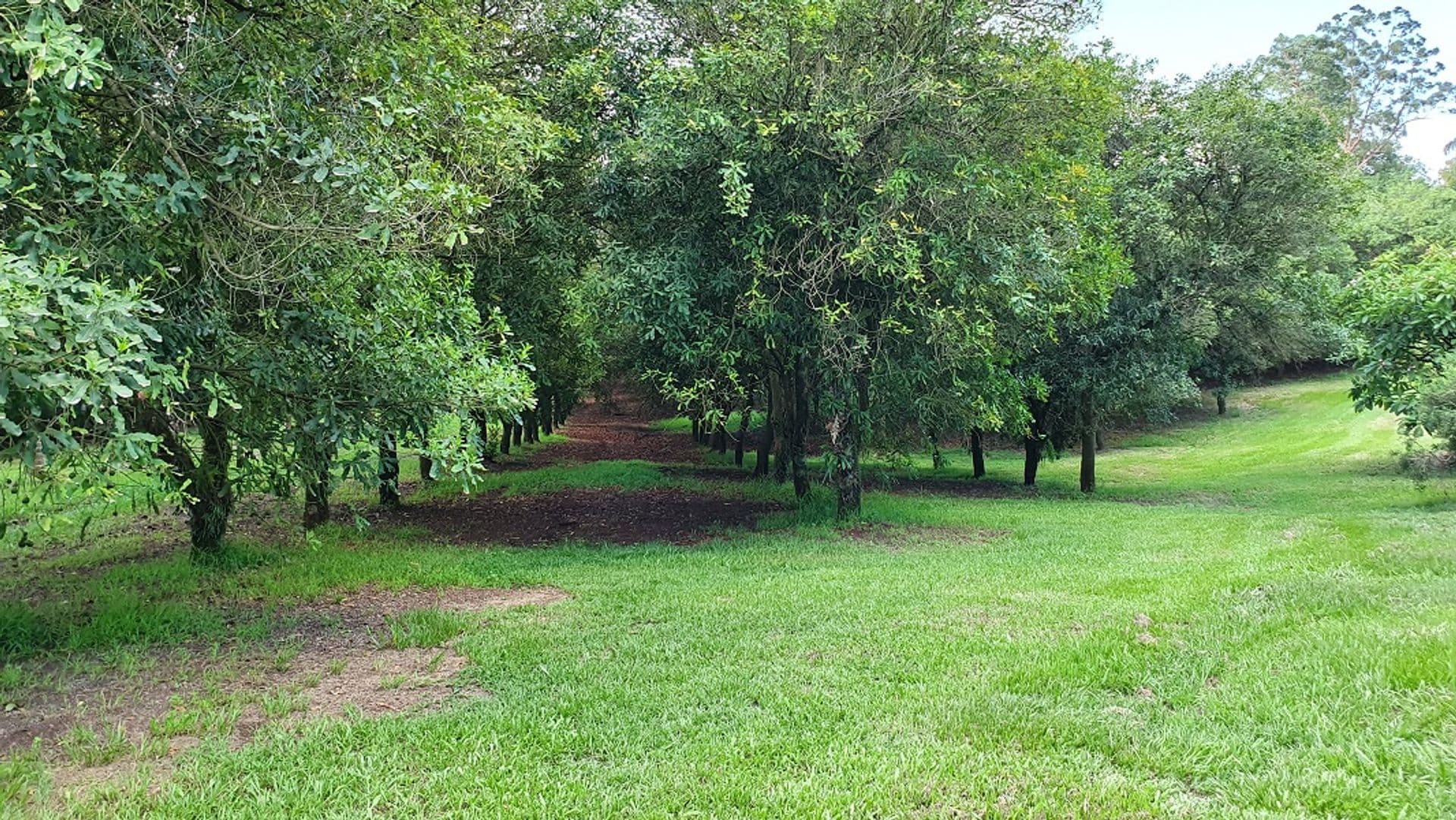 Address Withheld, Alstonville, NSW, 2477, Alstonville - Thumbnail 2
