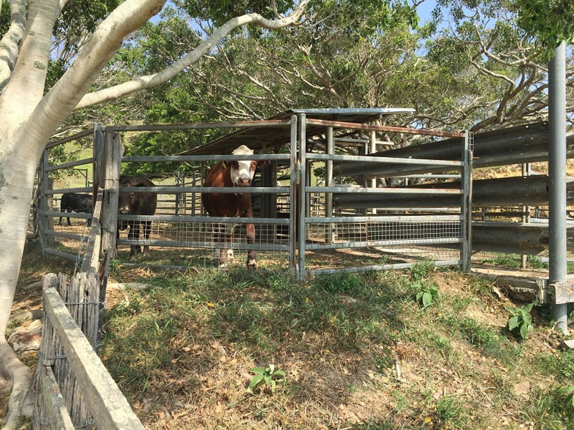 Address Withheld, Uralba, NSW, 2477, Uralba - Thumbnail 5
