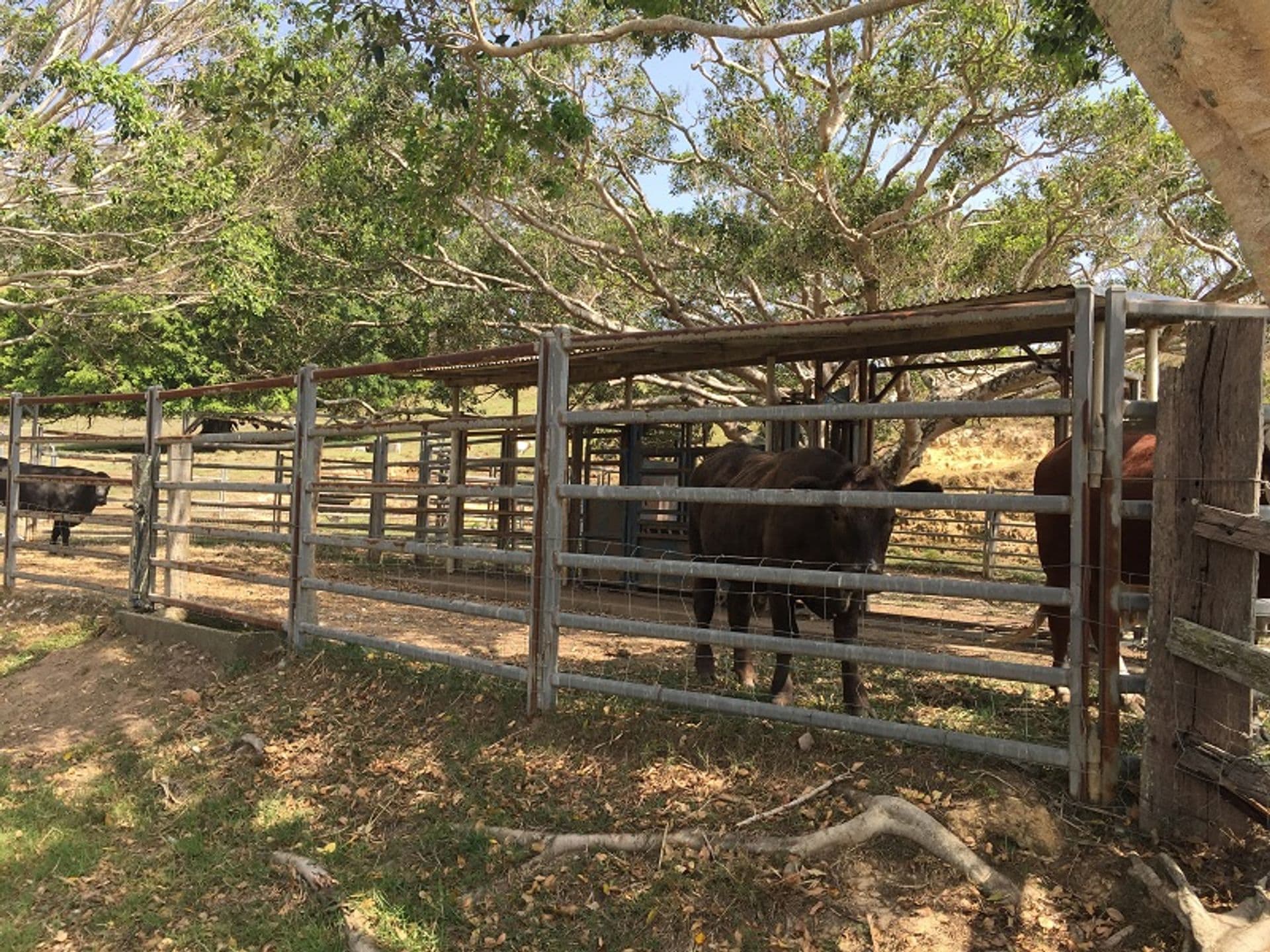 Address Withheld, Uralba, NSW, 2477, Uralba - Thumbnail 6