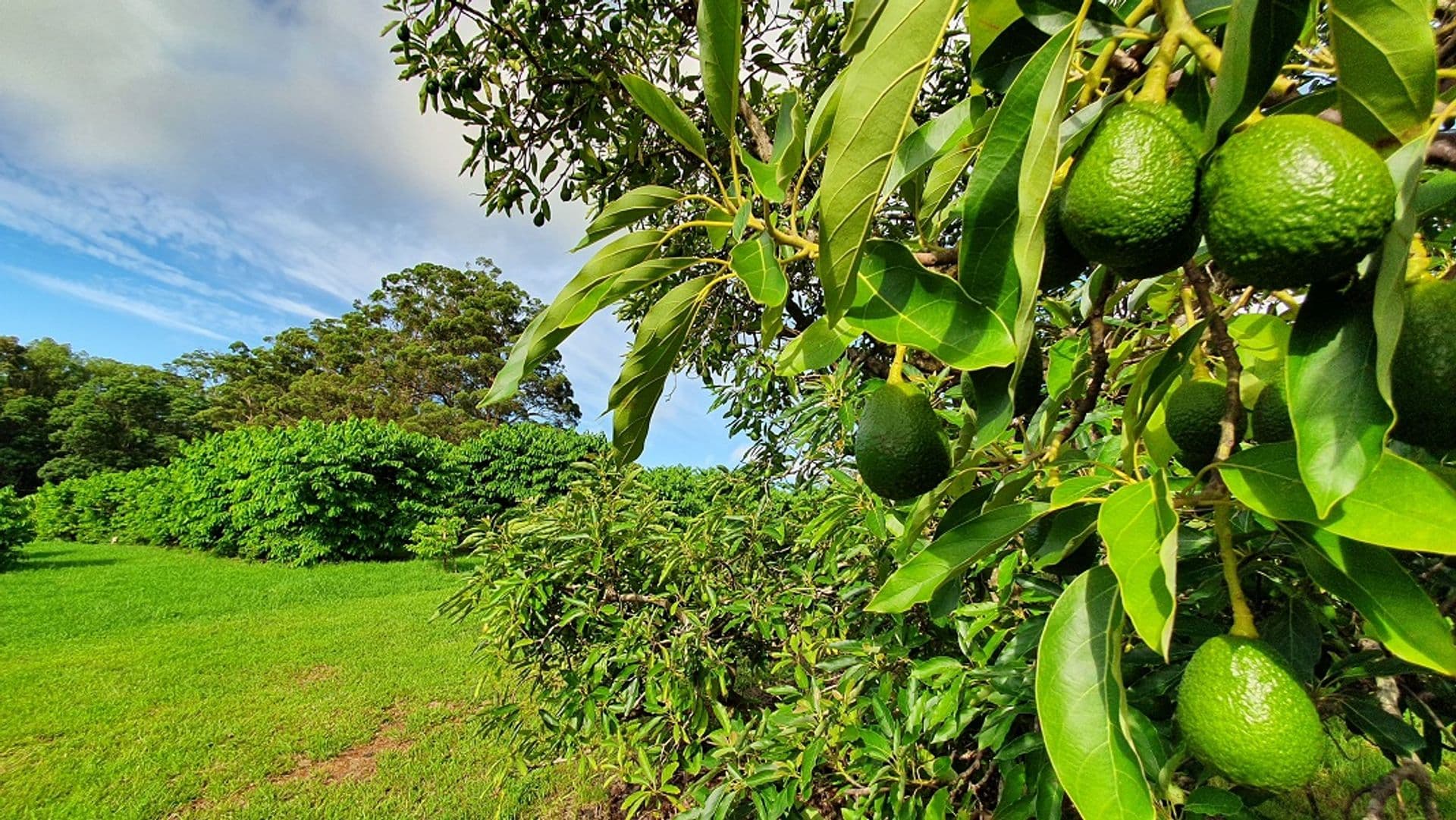 10 Victoria Park Lane, Dalwood, NSW, 2477, Dalwood - Thumbnail 2