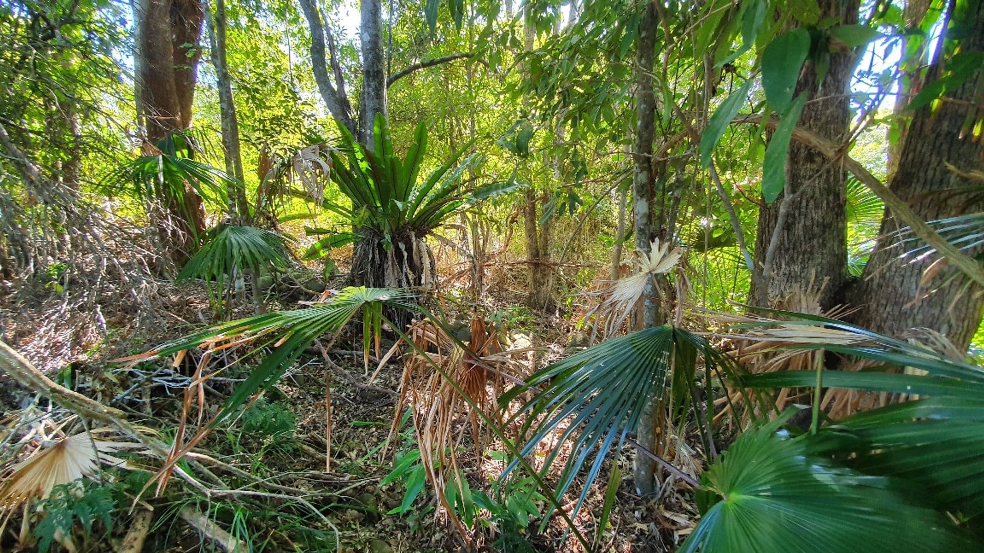 Address Withheld, Bagotville, NSW, 2477, Bagotville - Thumbnail 5