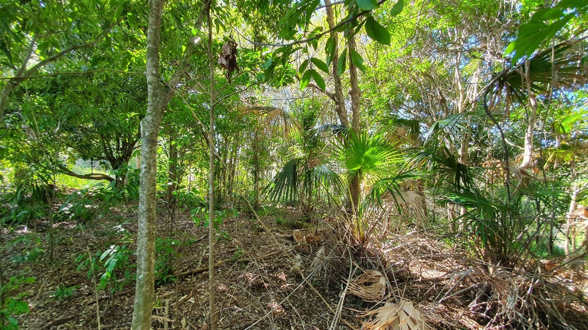 Address Withheld, Bagotville, NSW, 2477, Bagotville - Thumbnail 6