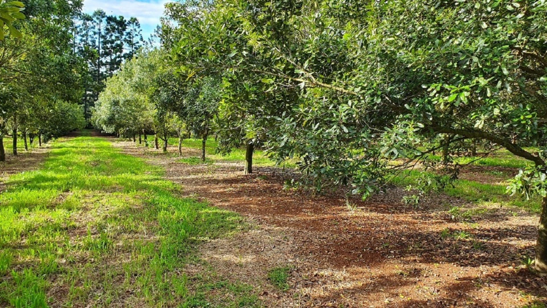 Address Withheld, Alstonvale, NSW, 2477, Alstonvale - Thumbnail 2