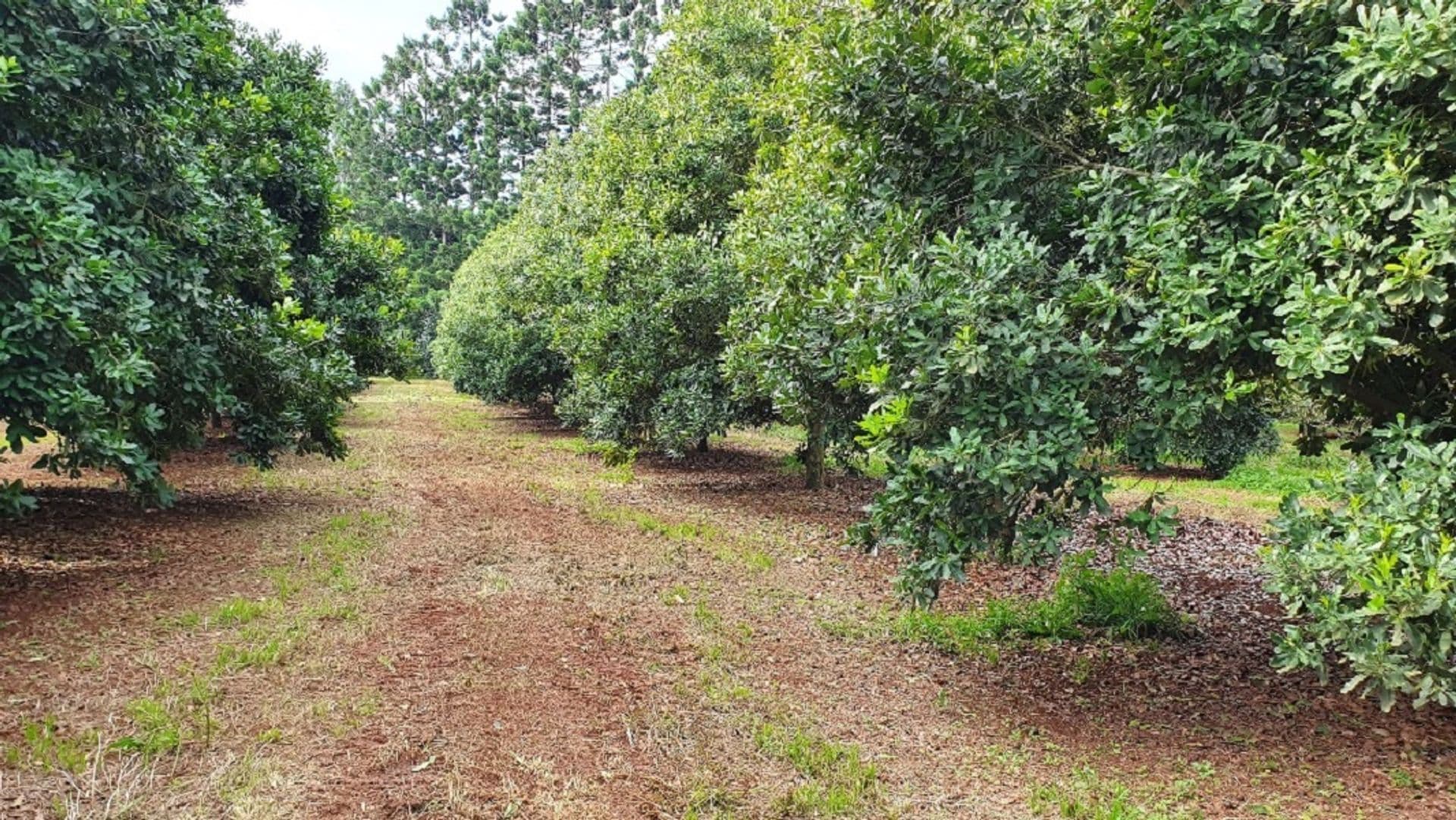 Address Withheld, Alstonvale, NSW, 2477, Alstonvale - Thumbnail 3