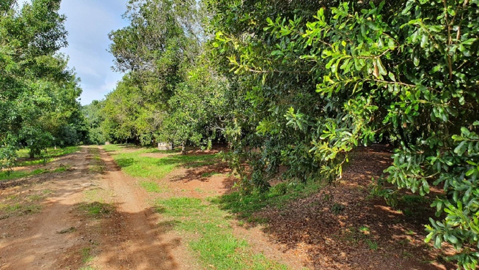 Address Withheld, Alstonvale, NSW, 2477, Alstonvale - Thumbnail 6