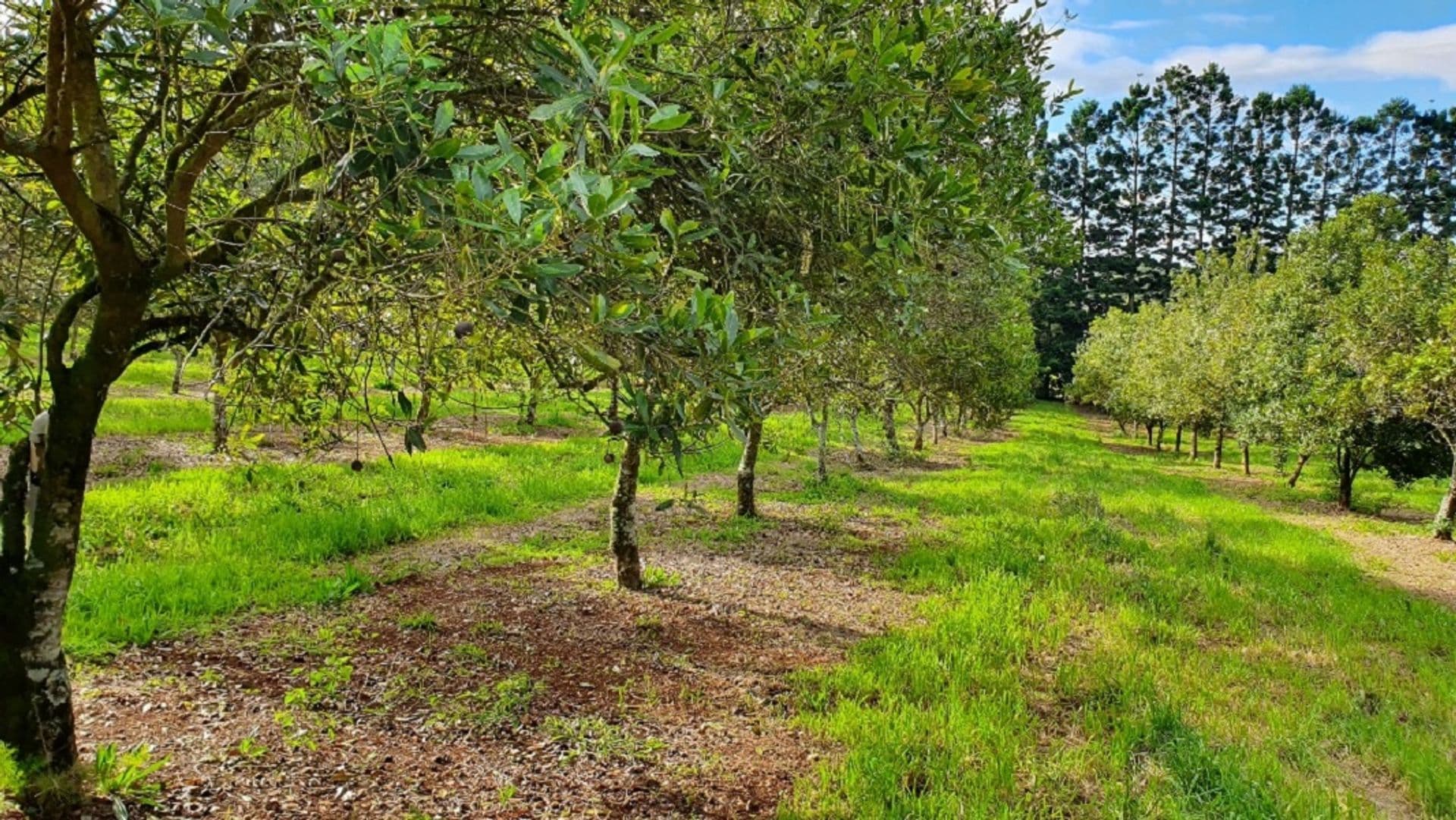 Address Withheld, Alstonvale, NSW, 2477, Alstonvale - Thumbnail 8