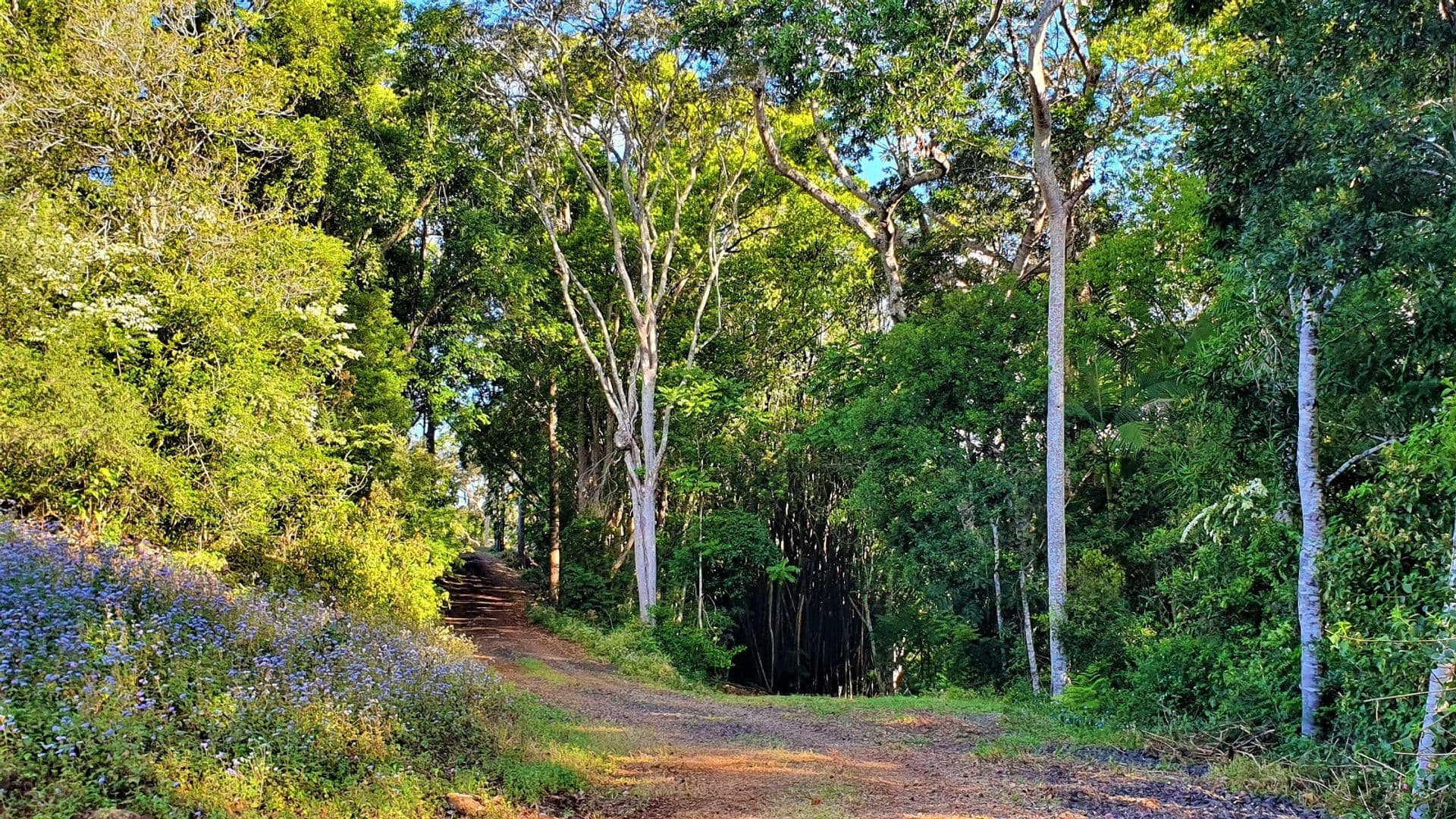 43 Waratah Lane, Alstonville, NSW, 2477, Alstonville - Thumbnail 5