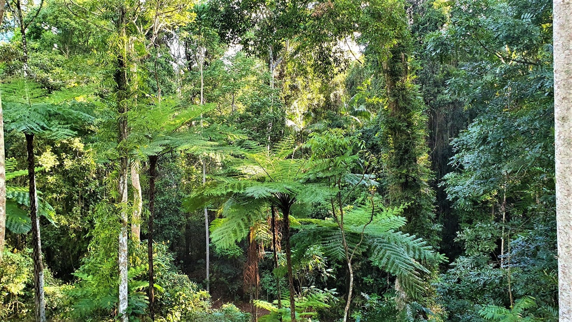 43 Waratah Lane, Alstonville, NSW, 2477, Alstonville - Thumbnail 4