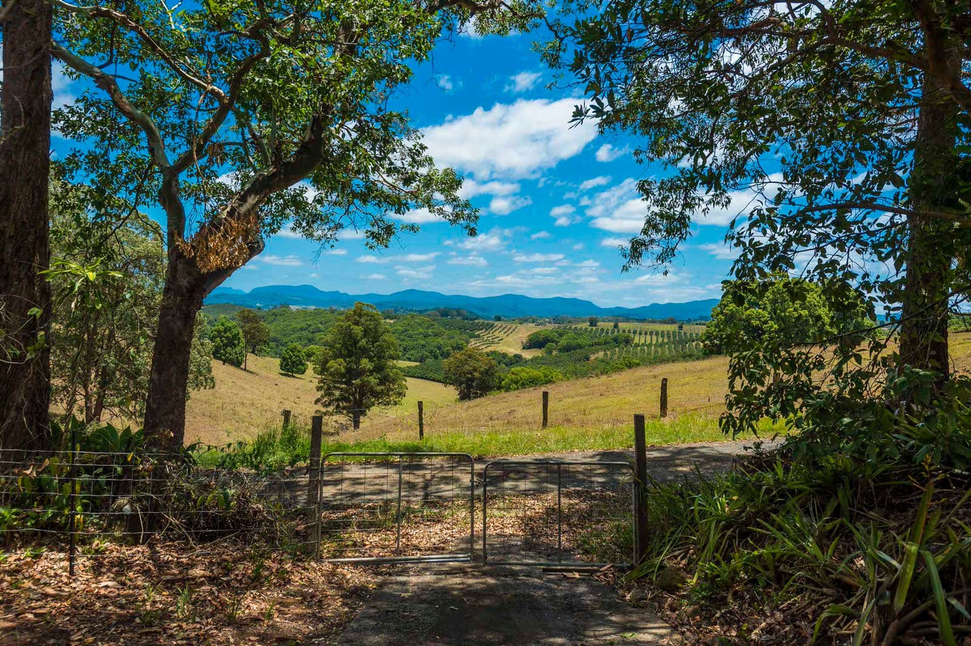1113 Dunoon Road, Dunoon, NSW, 2480, Modanville - Image 1