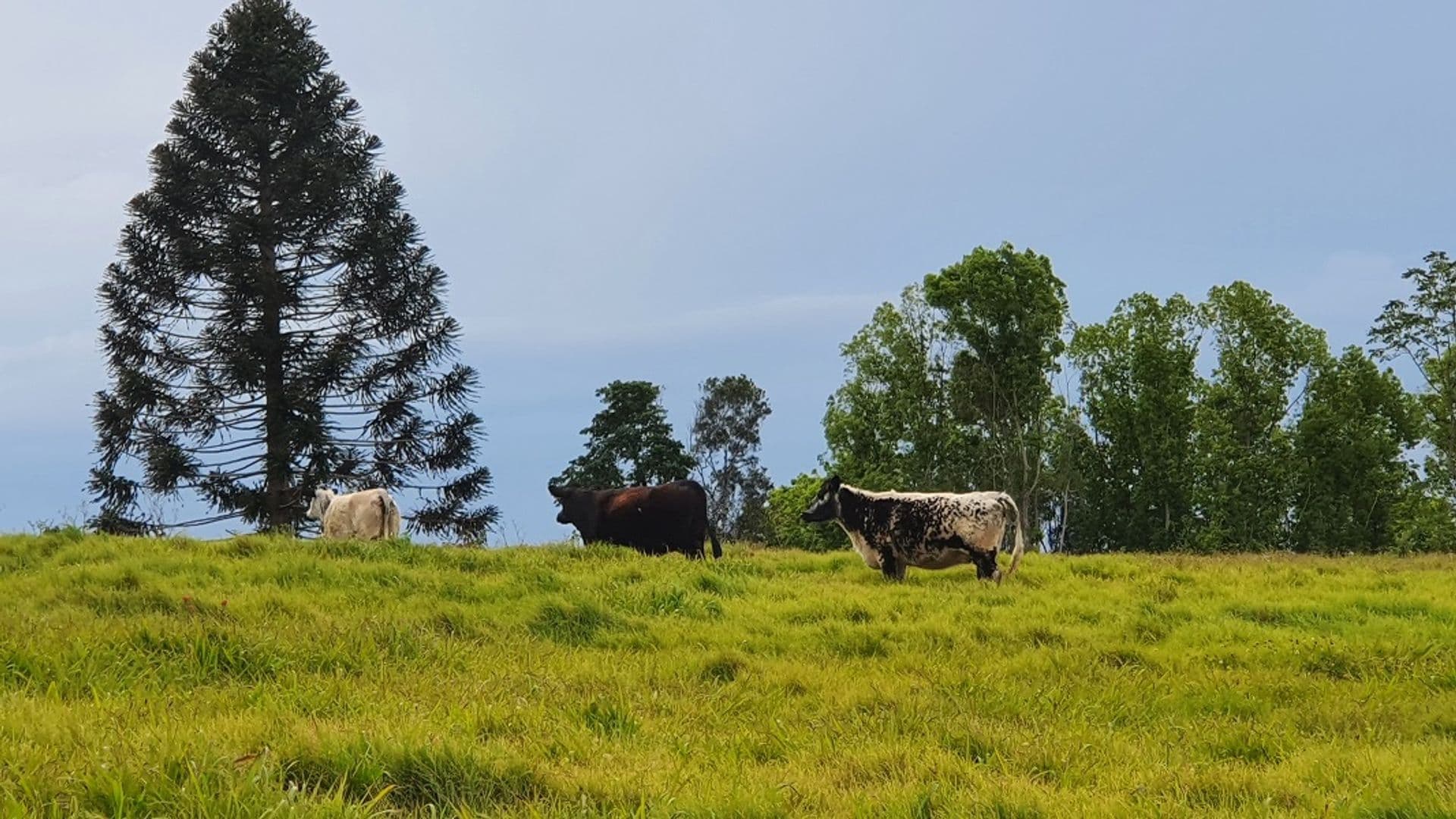 251 Cooks Lane, Dalwood, NSW, 2477, Dalwood - Thumbnail 5