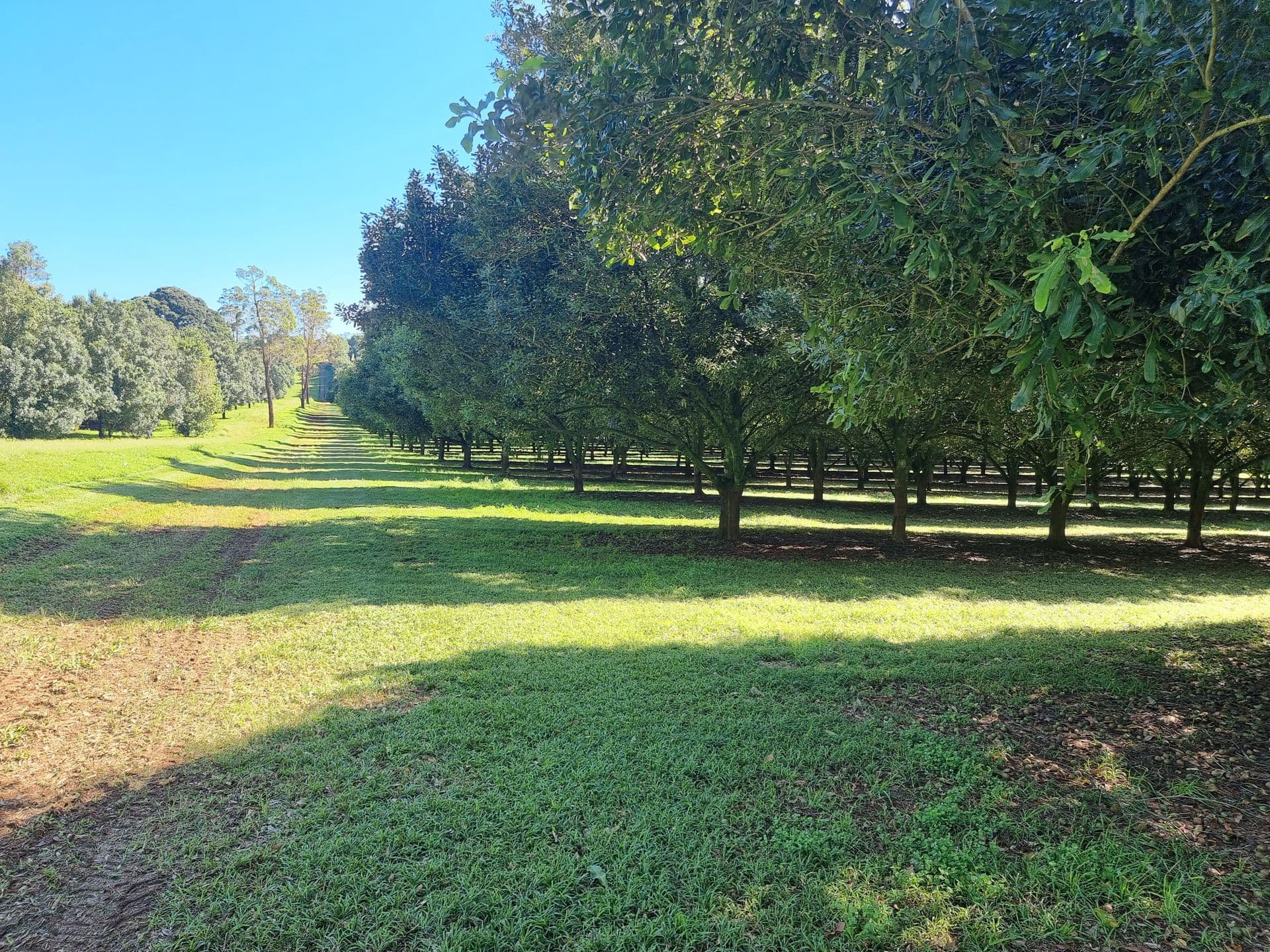 173 Fletcher Road, Dunoon, NSW, 2480, Dunoon - Image 1