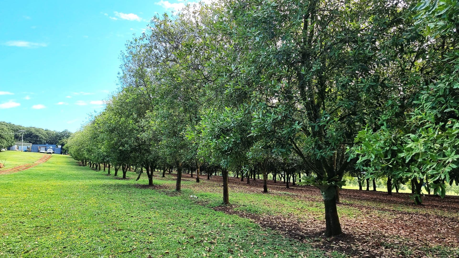 Address Withheld, Dunoon, NSW, 2480, Dunoon - Thumbnail 7