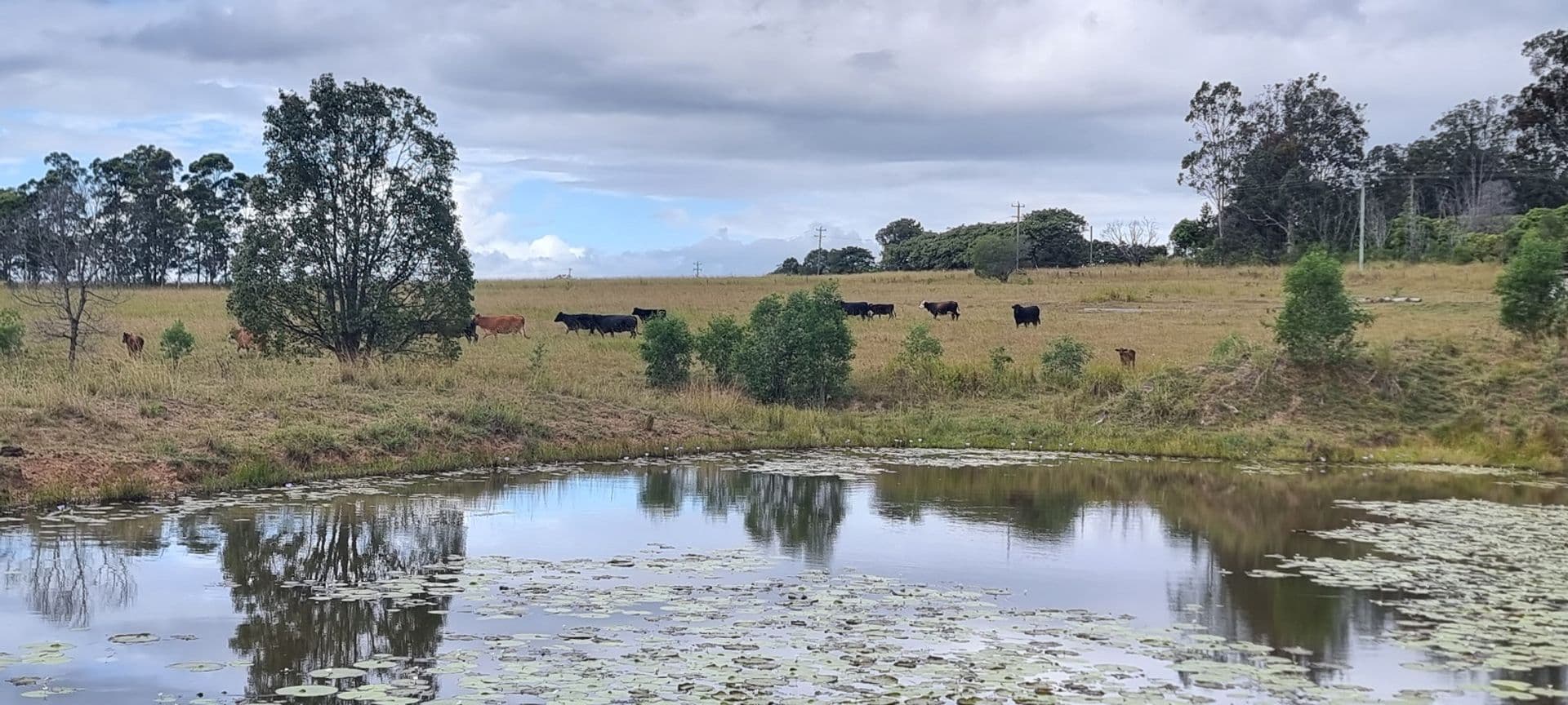 745 Avenue Road, Ellangowan, NSW, 2470, Ellangowan - Image 1