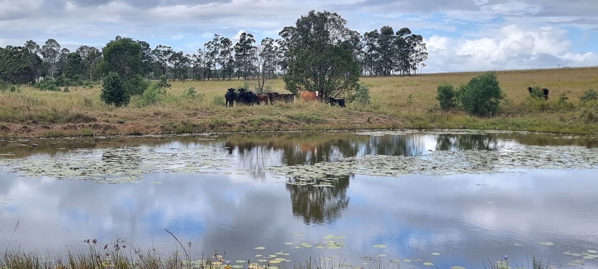 745 Avenue Road, Ellangowan, NSW, 2470, Ellangowan - Thumbnail 4