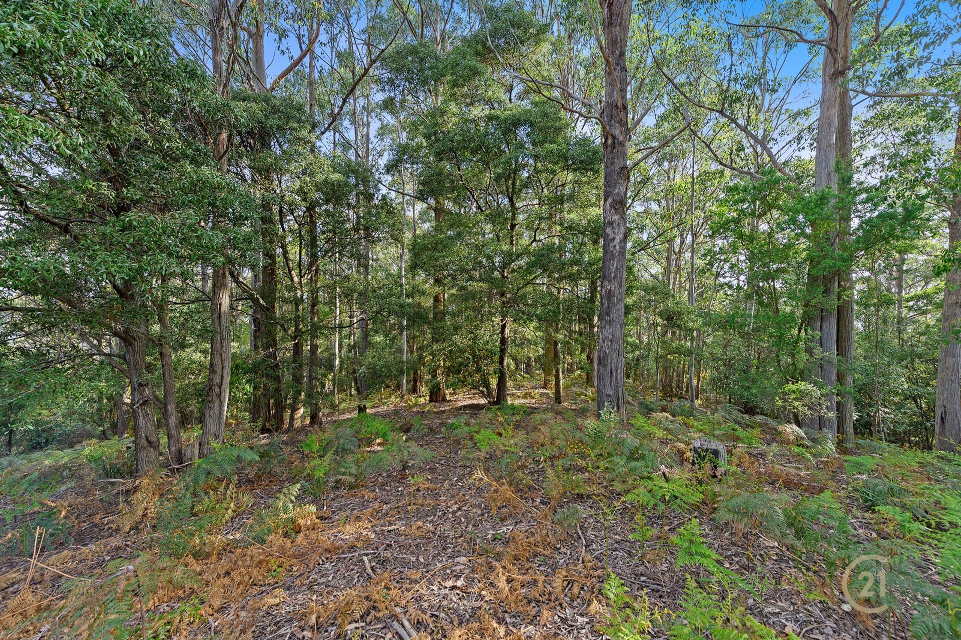 8 Ellice Hill Drive, Spreyton, TAS, 7310, Spreyton - Thumbnail 4