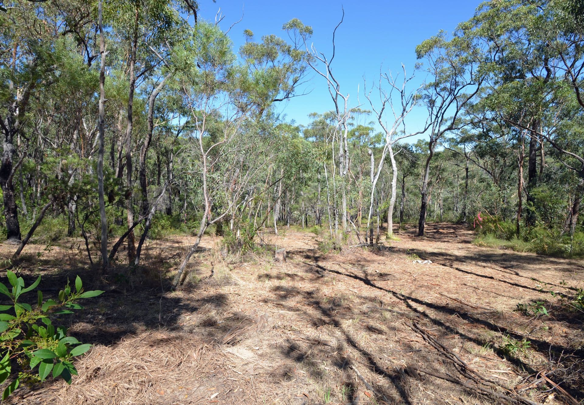Lot 1/226 Chapman Parade, Faulconbridge, NSW, 2776, Faulconbridge - Thumbnail 3