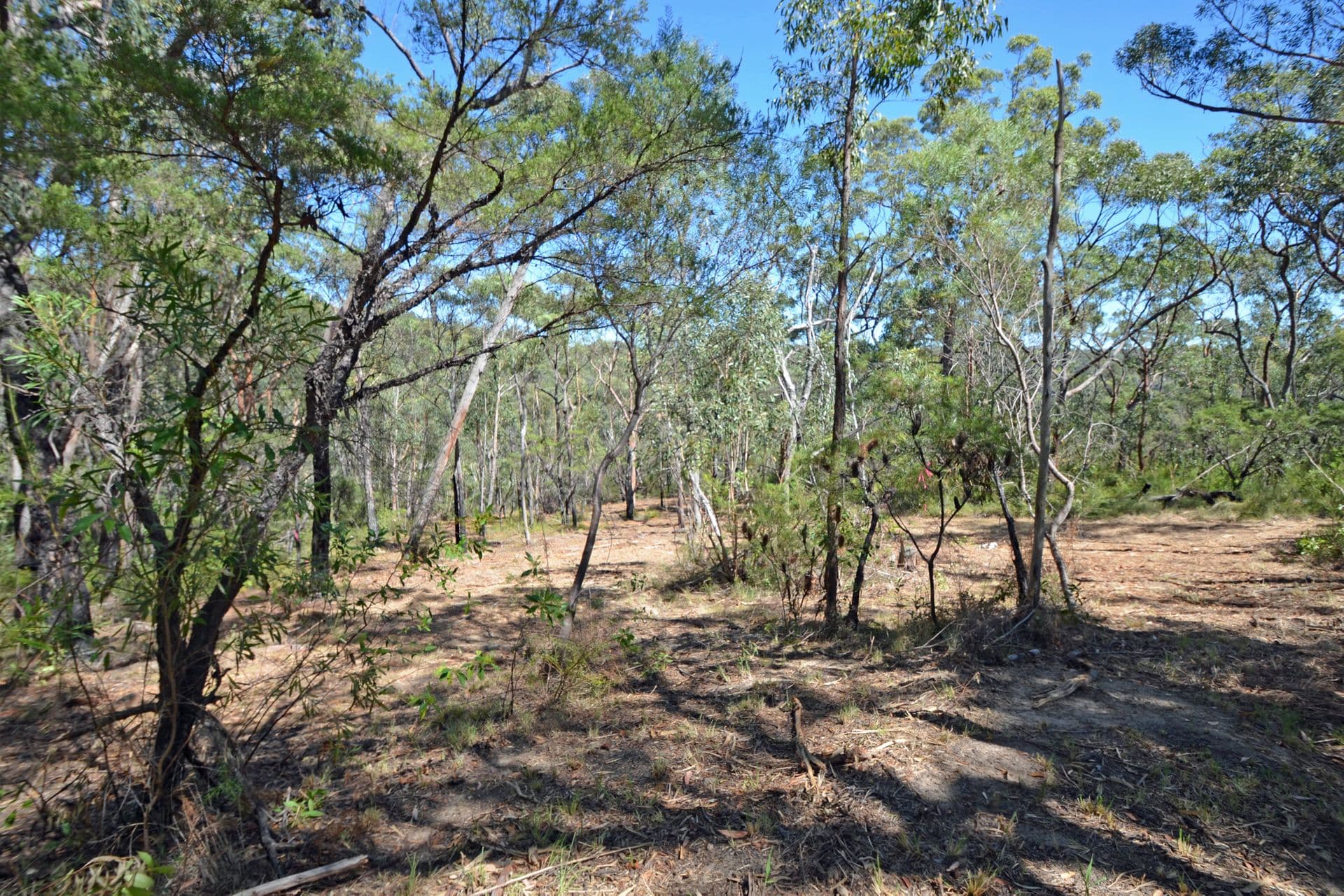 Lot 1/226 Chapman Parade, Faulconbridge, NSW, 2776, Faulconbridge - Thumbnail 4