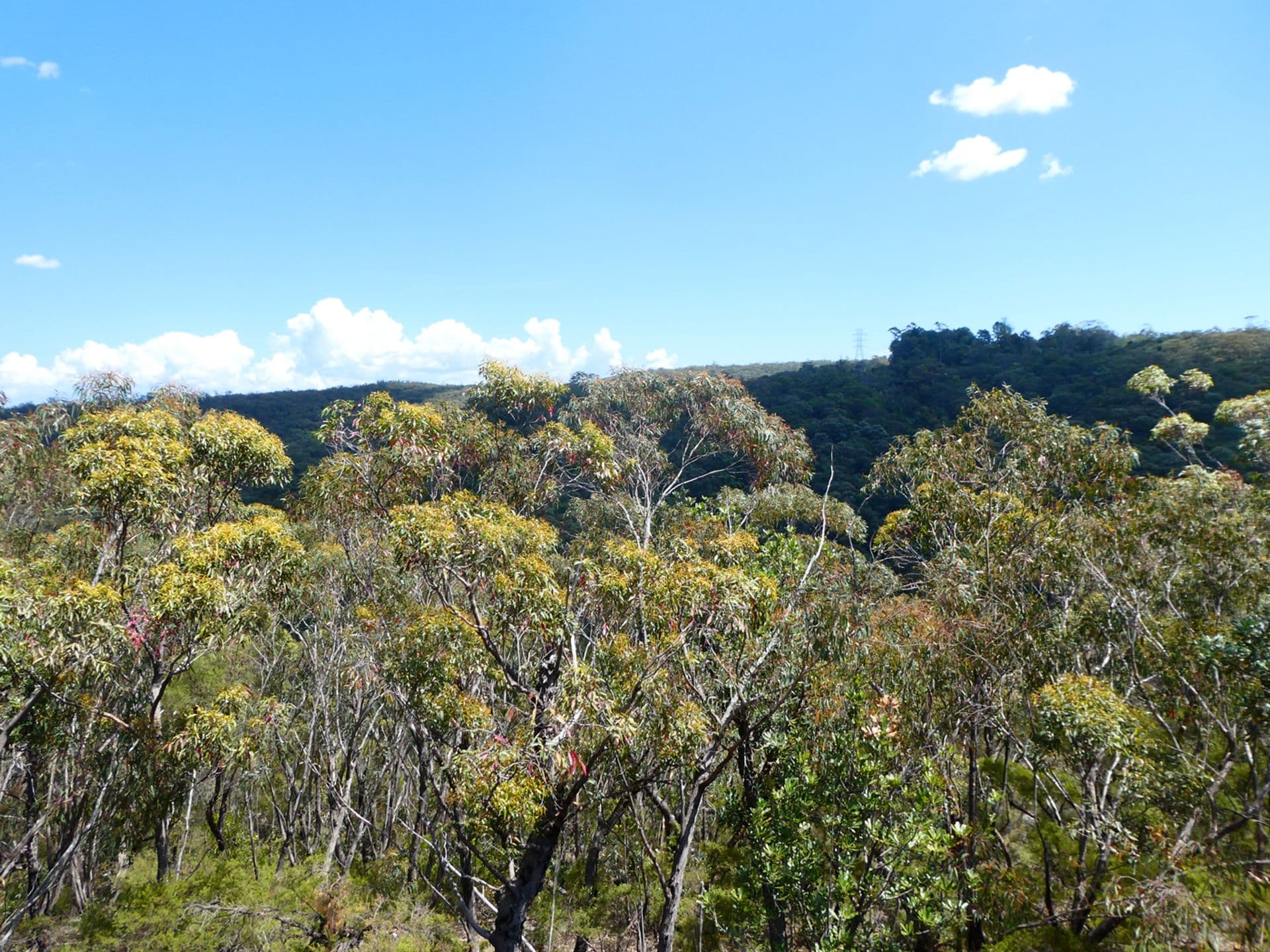 5 Binstead Road, Faulconbridge, NSW, 2776, Faulconbridge - Thumbnail 6