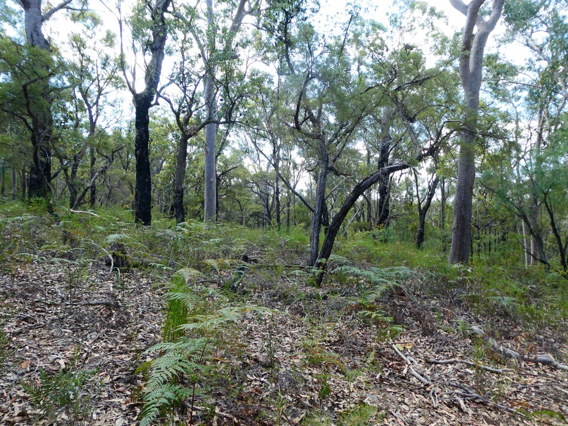 5 Binstead Road, Faulconbridge, NSW, 2776, Faulconbridge - Thumbnail 7