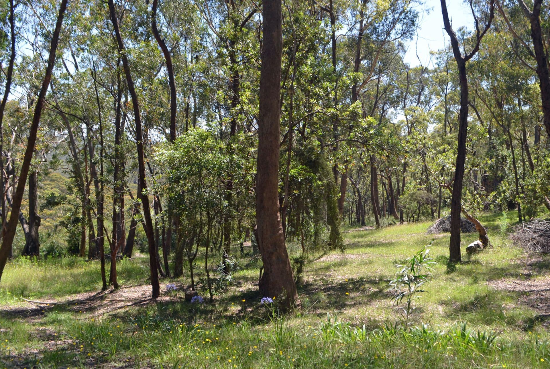 30 Forest Glen Road, Woodford, NSW, 2778, Woodford - Thumbnail 6