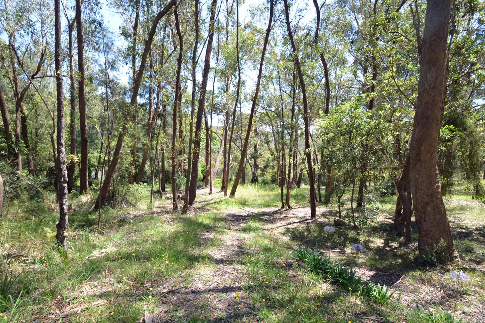 30 Forest Glen Road, Woodford, NSW, 2778, Woodford - Thumbnail 7