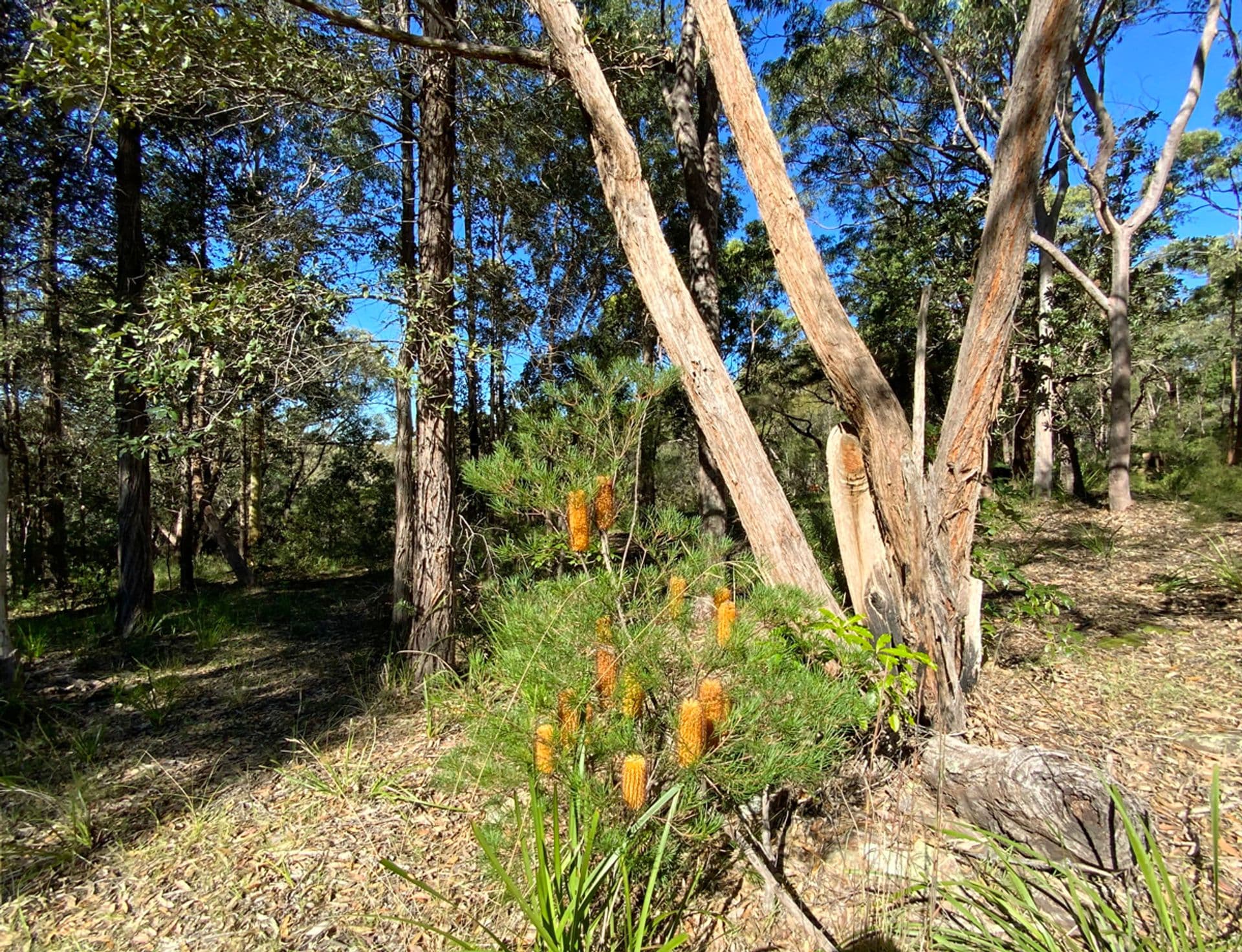 23 Highland Road, Faulconbridge, NSW, 2776, Faulconbridge - Thumbnail 3