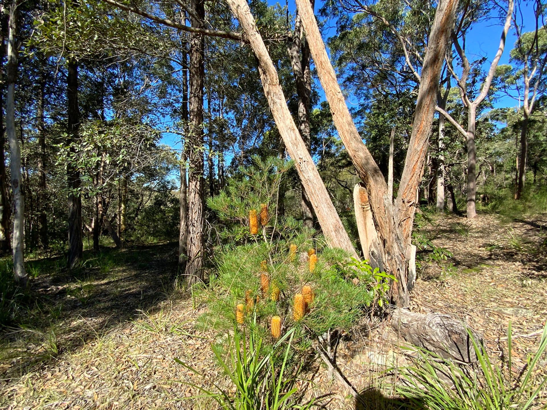 23 Highland Road, Faulconbridge, NSW, 2776, Faulconbridge - Thumbnail 7