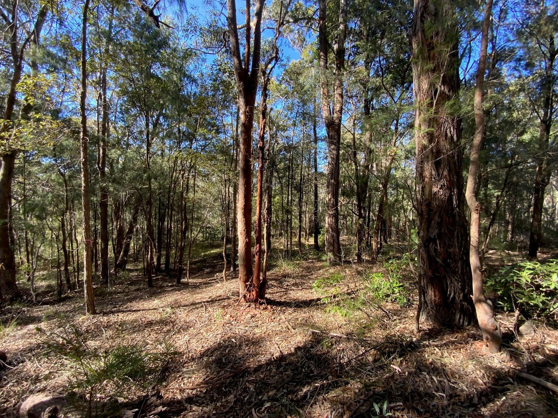 10 Farm Road, Springwood, NSW, 2777, Springwood - Thumbnail 3