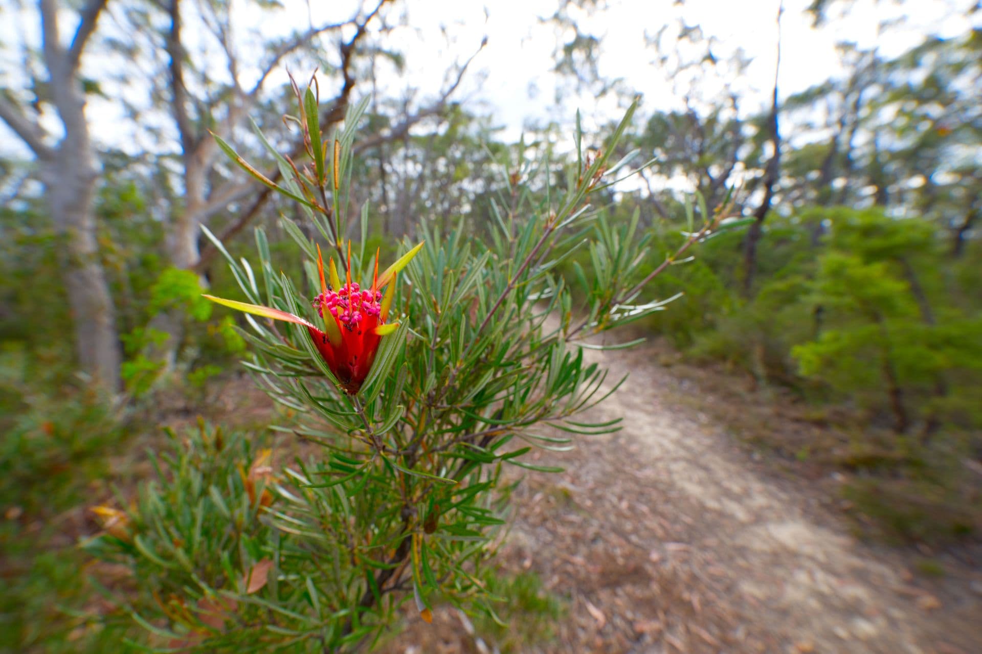 17 Daly Road, Faulconbridge, NSW, 2776, Faulconbridge - Thumbnail 8