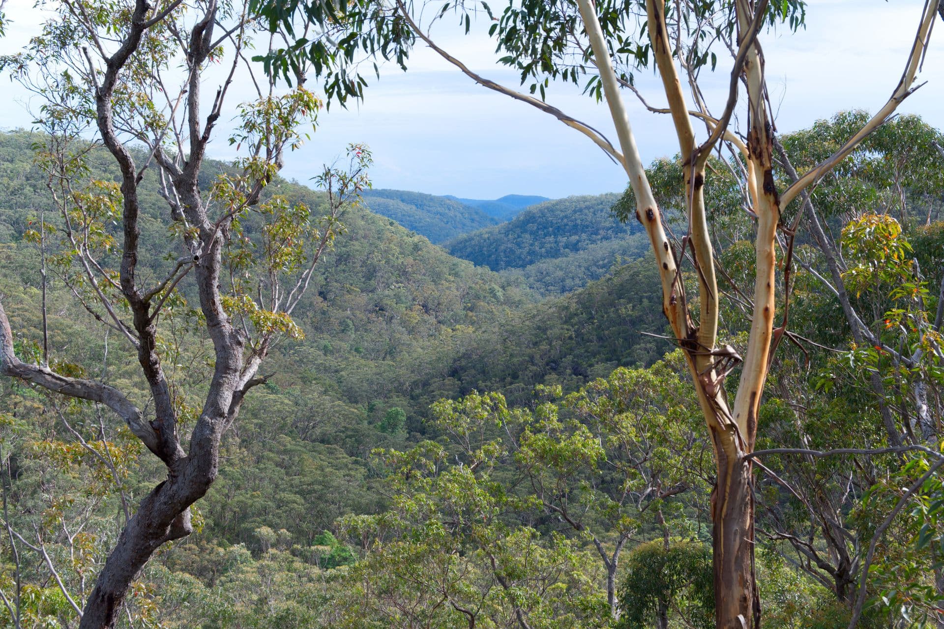 17 Daly Road, Faulconbridge, NSW, 2776, Faulconbridge - Thumbnail 4