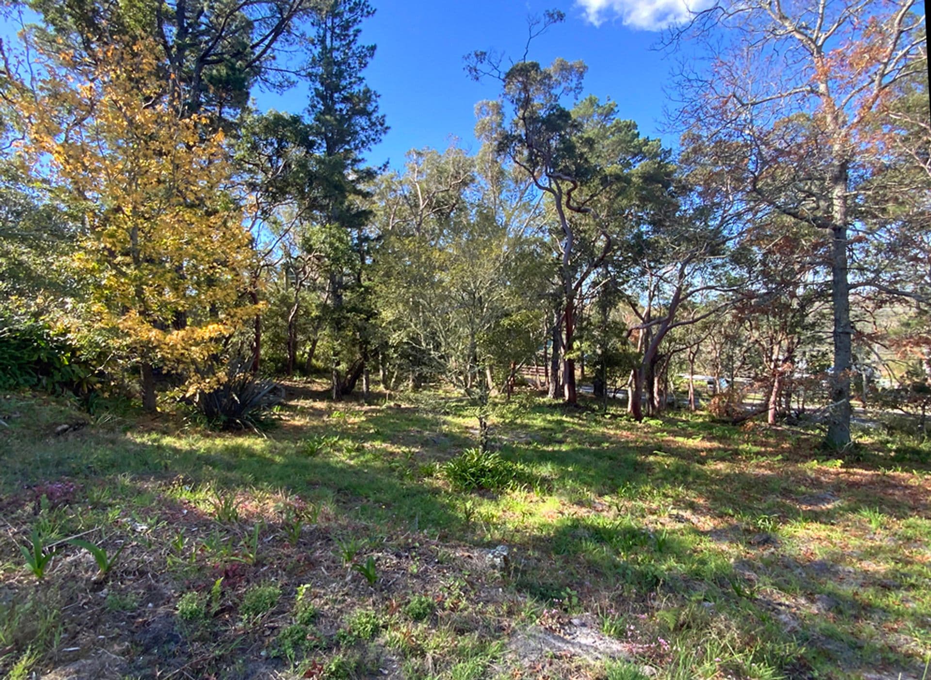4 Mona Road, Woodford, NSW, 2778, Woodford - Thumbnail 5