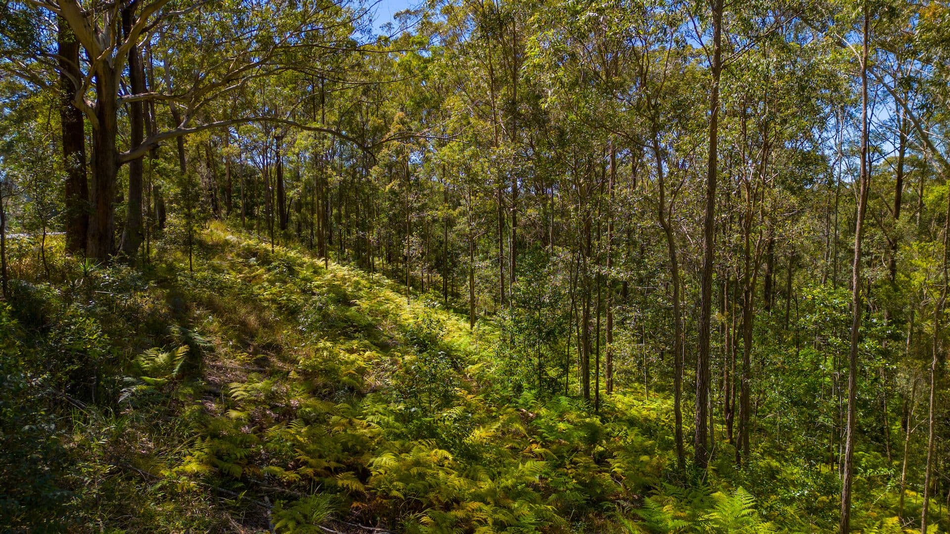 2/24 Bulcock Street, Caloundra, QLD, 4551, Diamond Valley - Thumbnail 8