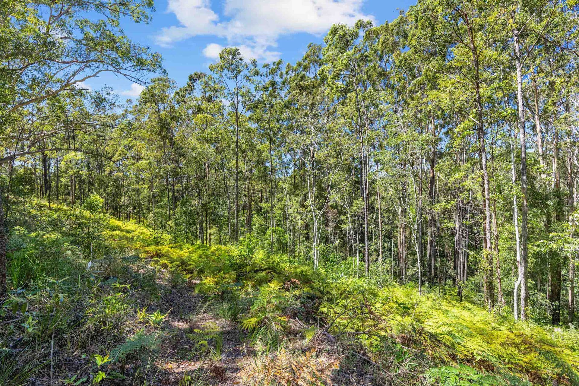 2/24 Bulcock Street, Caloundra, QLD, 4551, Diamond Valley - Thumbnail 2