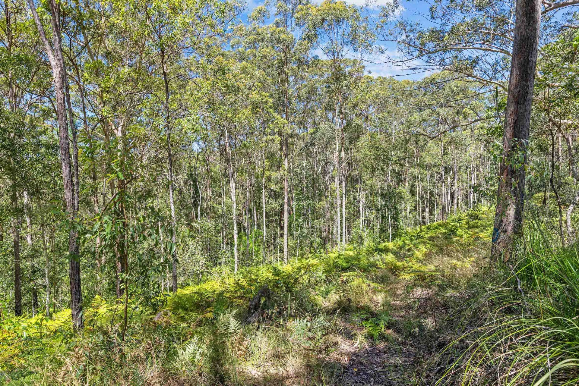 2/24 Bulcock Street, Caloundra, QLD, 4551, Diamond Valley - Thumbnail 3