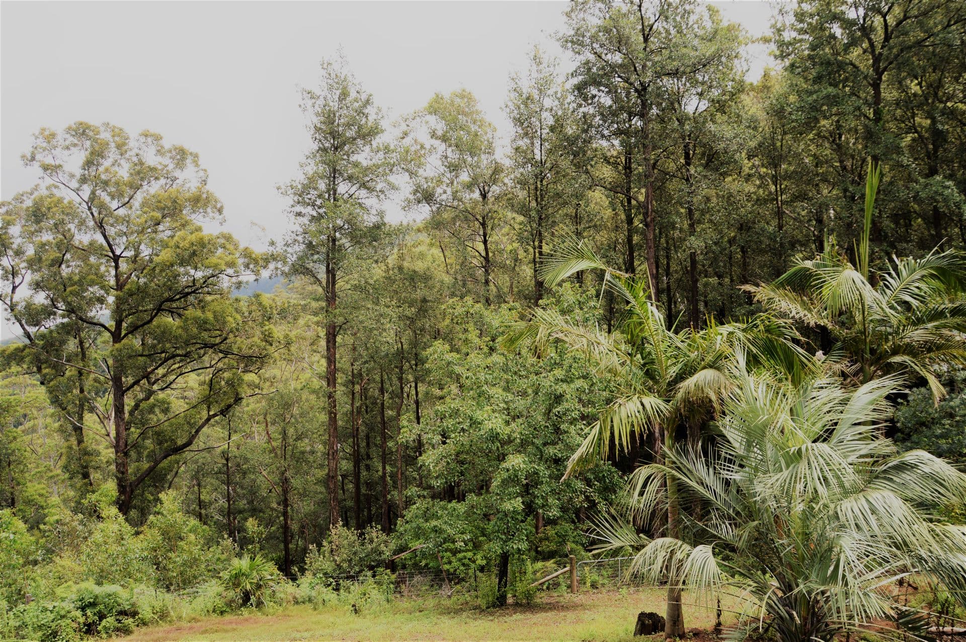 173 Emerys Road, Tapitallee, NSW, 2540, Tapitallee - Thumbnail 8