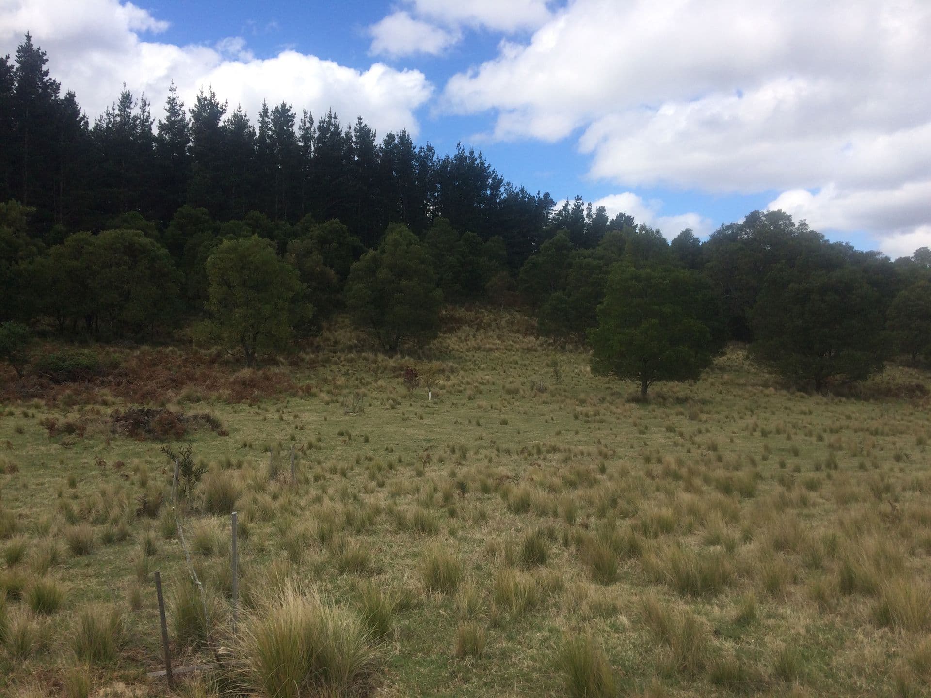 Lot 34 Braidwood Rd, Sassafras, NSW, 2622, Sassafras - Thumbnail 3